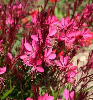 Gaura Lindheimerova �GAMBIT� ROSE� kont. 0,5 l