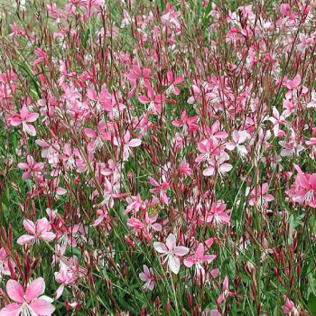 Gaura Lindheimerova �GAMBIT� ROSE BICOLOR� kont. 0,5 l