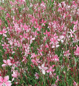 Gaura Lindheimerova �GAMBIT� ROSE BICOLOR� kont. 0,5 l