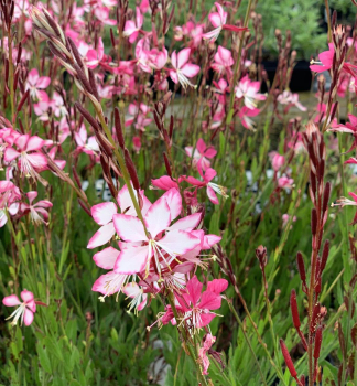 Gaura Lindheimerova �GAMBIT� ROSE BICOLOR� kont. 0,5 l
