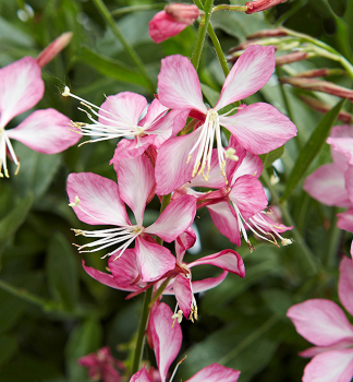 Gaura Lindheimerova �GAMBIT� ROSE BICOLOR� kont. 0,5 l