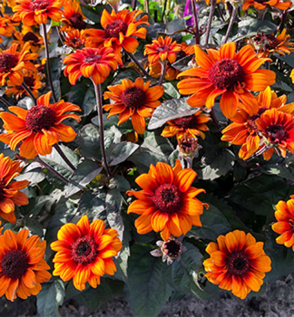 Heliopsis �LUNA ROJA�, kont. 1 l