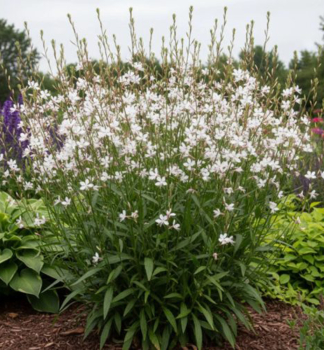 Gaura Lindheimerova �GAMBIT� WHITE� kont. 0,5 l