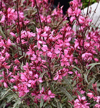 Gaura Lindheimerova �GAMBIT� VARIEGATA ROSE� kont. 0,5 l