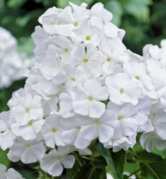 Flox metlinat� �ADESSA� WHITE� kont. 1 l