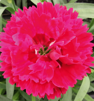 Klin�ek z�hradn� �SWEET PLEASURE�L CHERRY EYE� kont. 0,5 l