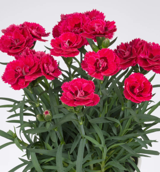 Klin�ek z�hradn� �SWEET PLEASURE�L CHERRY EYE� kont. 0,5 l