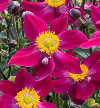 Veternica hybridn� �FANTASY ARIEL�, kont. 1 l