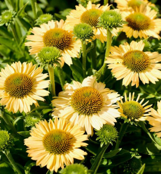 Echinacea hybridn� �MEDITATION LIME�� kont. 1 l