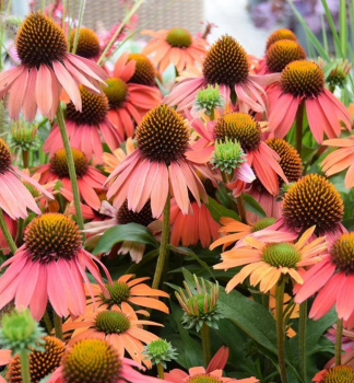 Echinacea hybridn� �SENSATION CORAL�� kont. 1 l