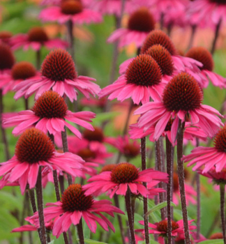 Echinacea hybridn� �SENSATION PINK�� kont. 1 l