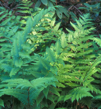 Papra� (Dryopteris goldiana), kont. 1 l