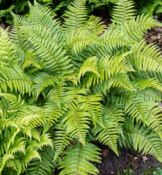 Papra� (Dryopteris stewartii), kont. 1 l