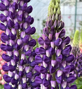 Lup�nia hybridn� �PURPLE/WHITE� kont. 1 l