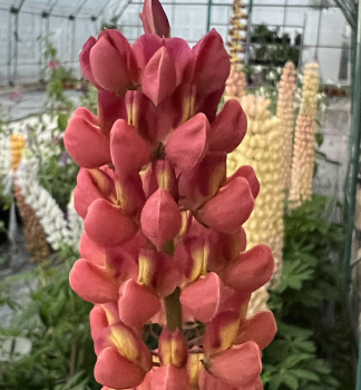Lup�nia hybridn� �RED/ORANGE� kont. 1 l