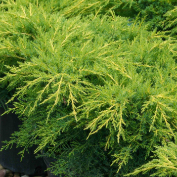 Obr�zok