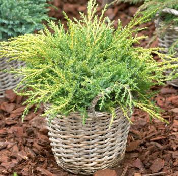 Obr�zok (1)