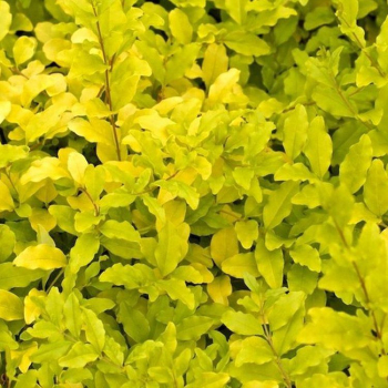 Obr�zok (3)