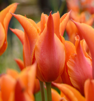 Tulip�n �BALLERINA� 5 ks v balen�