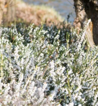 Vresovec darleydalsk� �WHITE SPRING SURPRISE�, kont. 0,5 l