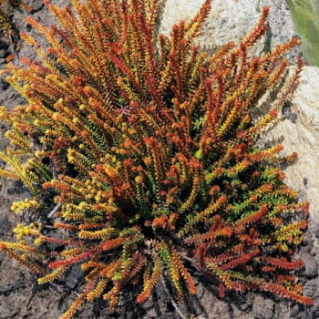 Obr�zok (3)