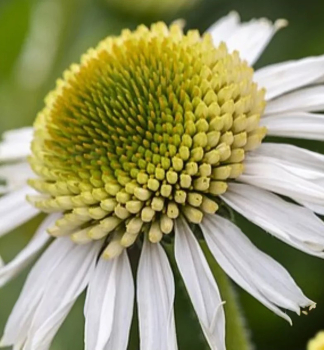 Echinacea hybridn� �DELICIOUS CANDY WHITE� kont. 0,5 l