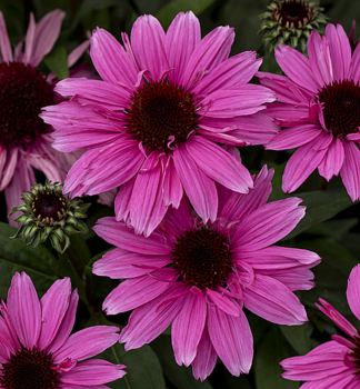 Echinacea hybridn� �SUN MAGIC� VINTAGE HOT PINK� kont. 0,5 l