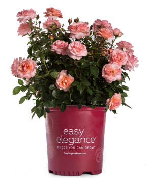 Ru�a rezistentn�, remontantn�  �EASY ELEGANCE� CALYPSO� kont. 3 l