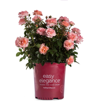 Ru�a rezistentn�, remontantn�  �EASY ELEGANCE� CALYPSO� kont. 3 l