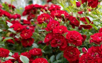 Obr�zok (3)