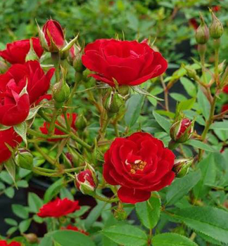 Ru�a kr�kov� �EASY ELEGANCE� CHI� kont. 3 l