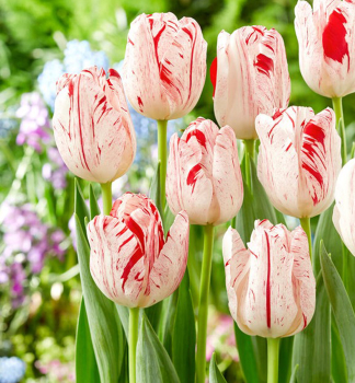 Tulip�n �ONE DIRECTION� 5 ks v balen�