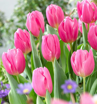 Tulip�n �PINK FLAG� 5 ks v balen�