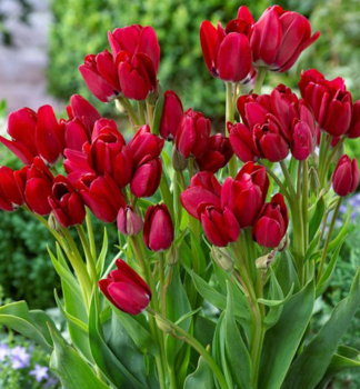 Tulip�n �FIERY CLUB� 5 ks v balen�