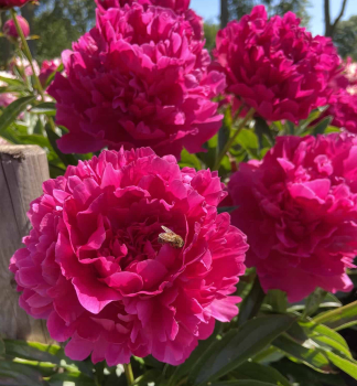 Piv�nia bylinn� �FELIX SUPREME�, kont. 1,5 l