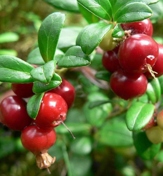 Brusnica prav� �RUNO BIELAWSKIE� 15-20 cm, kont. 2 l