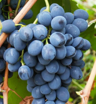 Vini stolov rezistentn MOLDOVA, zemn bal