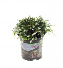 Obr�zok (4)