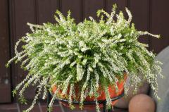 Obr�zok