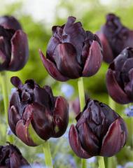 Obr�zok (5)