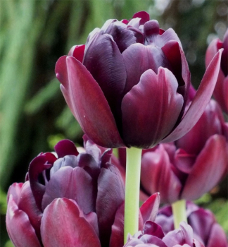 Tulipán ´BLACK HERO´ 5 ks v balení
