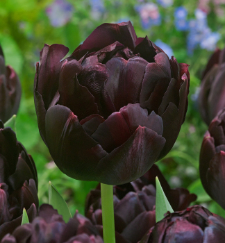 Tulip�n �BLACK HERO� 5 ks v balen�