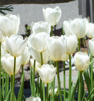 Tulip�n �CATHERINA� 5 ks v balen�