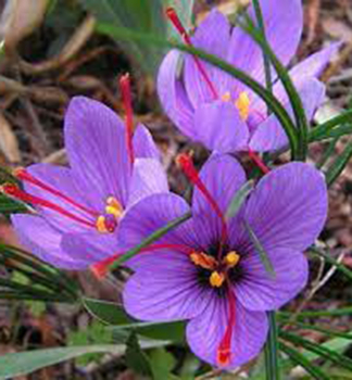 ŠAFRÁN SIATY / Crocus sativus/ 5 ks v balení