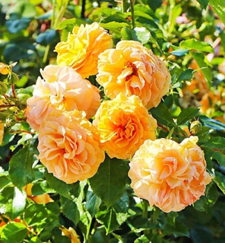 Ruža popínavá ´STARLET® ROSE LIZZY´ * Tantau, kont. 6 l
