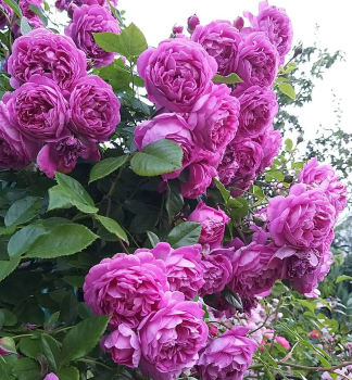 Ruža popínavá ´STARLET® ROSE MELINA´ Tantau, kont. 6 l