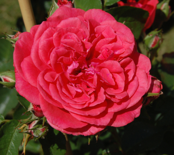Obr�zok (5)
