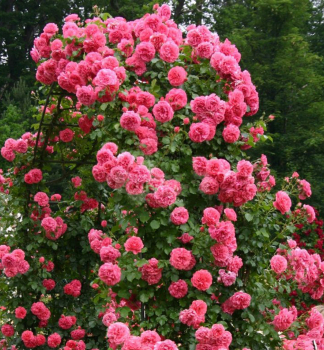 Ruža popínavá ´ROSARIUM UETERSENS®´ * Tantau, kont. 6 l