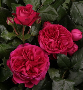 Ruža veľkokvetá kríková ´MARIETTA®´ *** Tantau, kont. 6 l