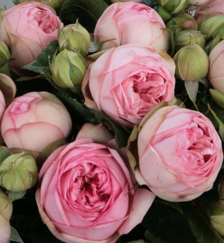 Ruža ve¾kokvetá kríková ´CHARMING PIANO®´ Tantau, kont. 6 l